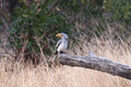 African Hornbill