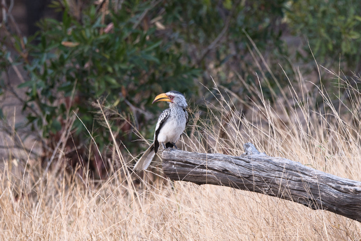 African Hornbill