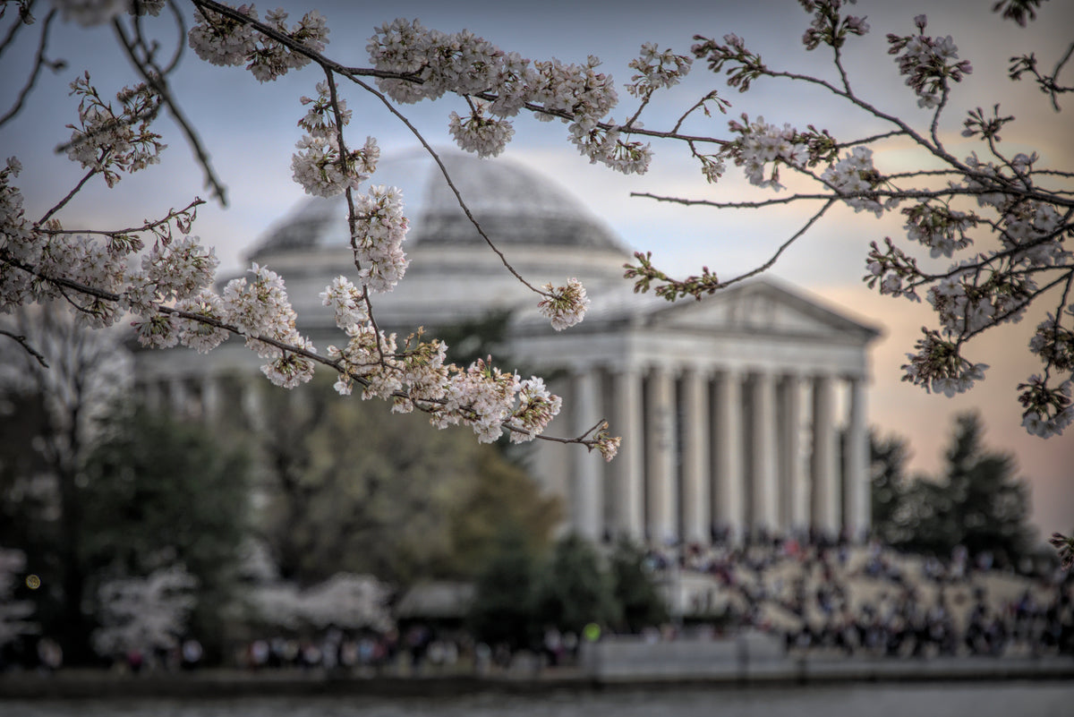Cherry Blossoms