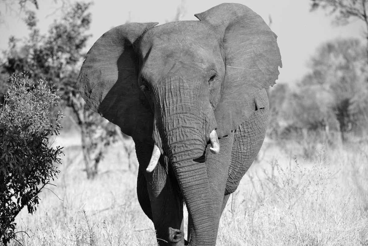 Elephant