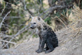 Hyena pup