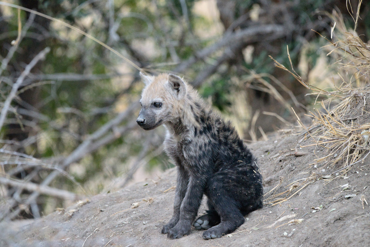 Hyena pup