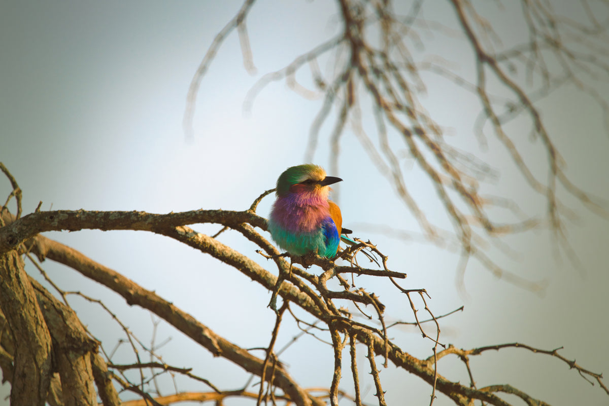 Lilac breasted roller