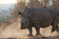 Rhino face off