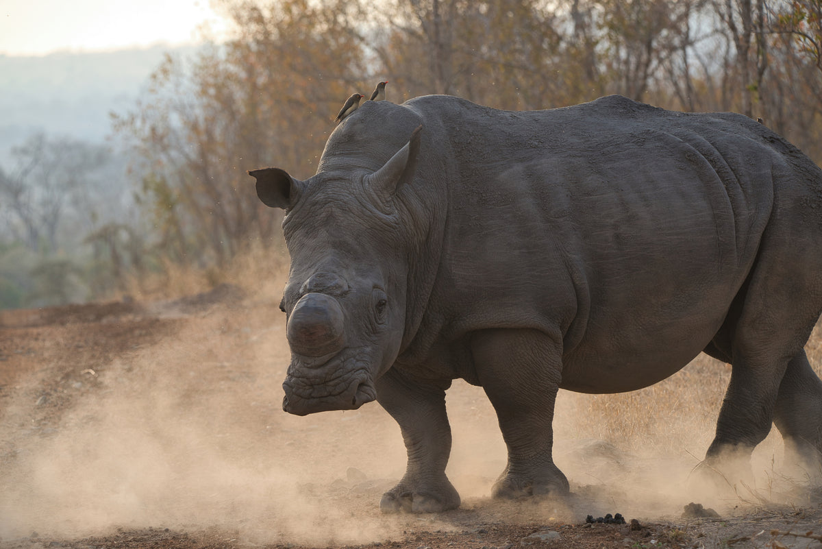 Rhino face off